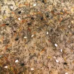 تصویر نان جو هفت گیاه