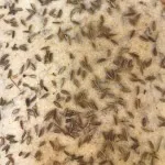 تصویر نان جو زیره