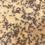 تصویر نان جو با بذر کتان