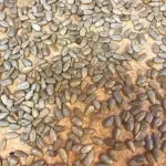 تصویر نان آفتابگردان 