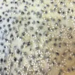 تصویر نان شاهدانه