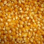 تصویر ذرت پاپ کورنی