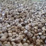 تصویر تخم اسفناج