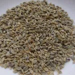 تصویر تخم جعفری