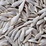 تصویر تخم کاهو