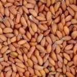 تصویر تخم شاهی