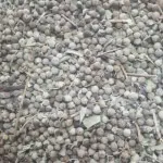 تصویر ویتا گنوس