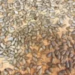 تصویر نان آفتابگردان 