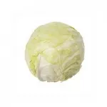 تصویر  کلم سفید