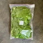 تصویر برگ مو تازه