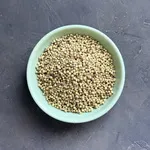تخم گشنیز